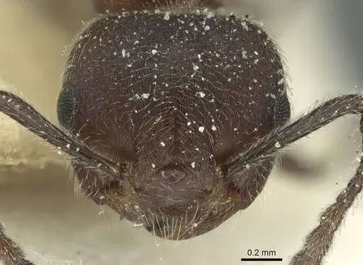 Crematogaster amabilis specimen CASENT0912639 image casent0912639_2