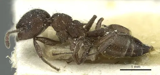 Crematogaster amabilis specimen CASENT0912639 image casent0912639_3