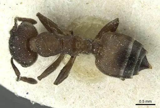 Crematogaster amabilis specimen CASENT0912640 image casent0912640_1