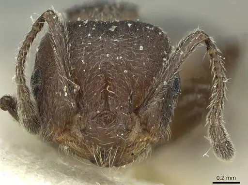 Crematogaster amabilis specimen CASENT0912640 image casent0912640_2