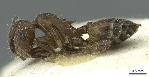 Crematogaster amabilis specimen CASENT0912640 image casent0912640_3