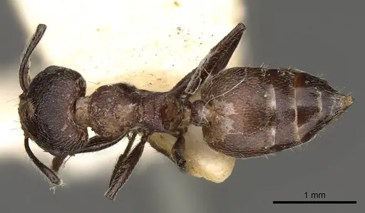 Crematogaster amabilis specimen CASENT0914286 image casent0914286_1
