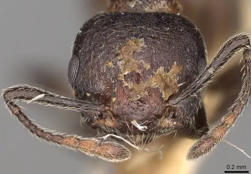 Crematogaster amabilis specimen CASENT0914286 image casent0914286_2