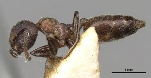 Crematogaster amabilis specimen CASENT0914286 image casent0914286_3