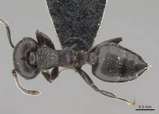Crematogaster ambigua specimen CASENT0170321 image casent0170321_1