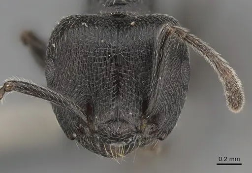 Crematogaster ambigua specimen CASENT0170321 image casent0170321_2