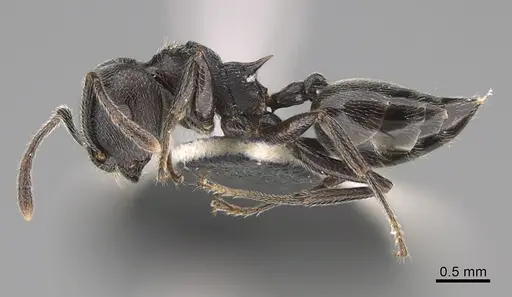 Crematogaster ambigua specimen CASENT0170321 image casent0170321_3