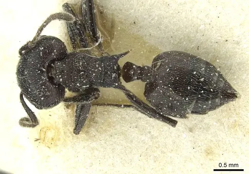 Crematogaster ambigua specimen CASENT0912625 image casent0912625_1