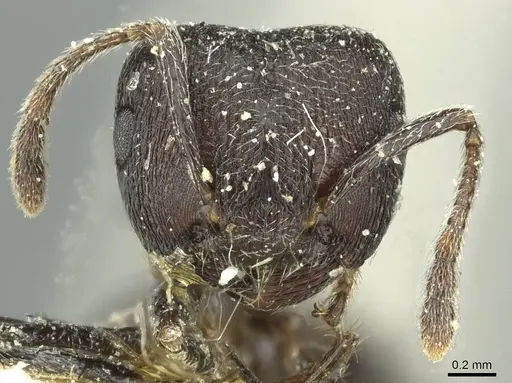 Crematogaster ambigua specimen CASENT0912625 image casent0912625_2