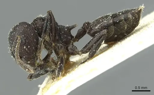 Crematogaster ambigua specimen CASENT0912625 image casent0912625_3
