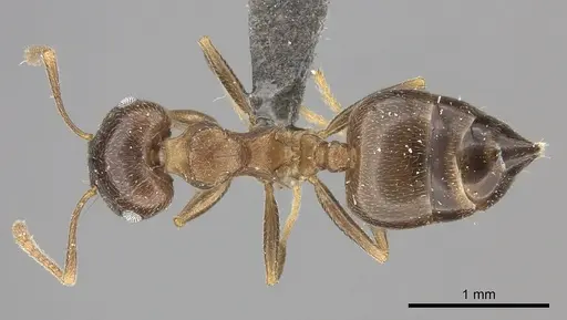 Crematogaster amita specimen CASENT0235872 image casent0235872_1