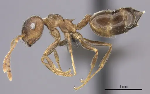 Crematogaster amita specimen CASENT0235872 image casent0235872_3