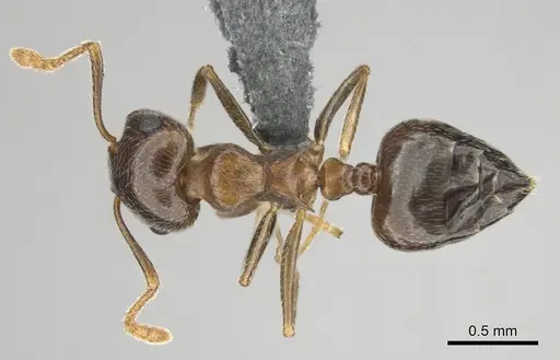 Crematogaster amita specimen CASENT0812244 image casent0812244_1