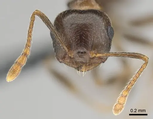 Crematogaster amita specimen CASENT0812244 image casent0812244_3