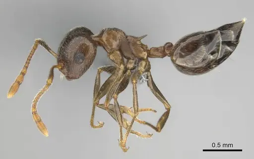 Crematogaster amita specimen CASENT0812244 image casent0812244_4