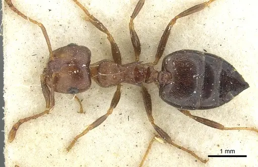 Crematogaster amita specimen CASENT0902063 image casent0902063_1