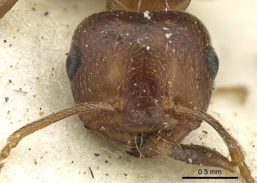Crematogaster amita specimen CASENT0902063 image casent0902063_2