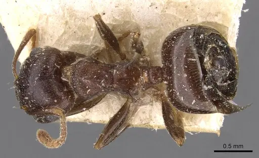 Crematogaster amita specimen CASENT0908609 image casent0908609_1