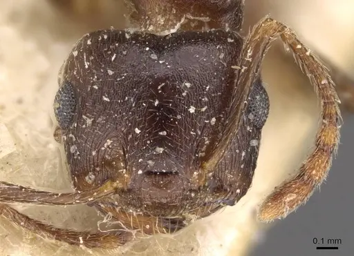 Crematogaster amita specimen CASENT0908609 image casent0908609_2