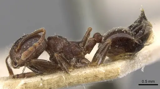 Crematogaster amita specimen CASENT0908609 image casent0908609_3