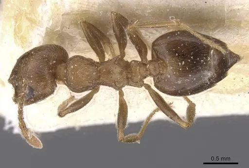 Crematogaster amita specimen CASENT0912790 image casent0912790_1