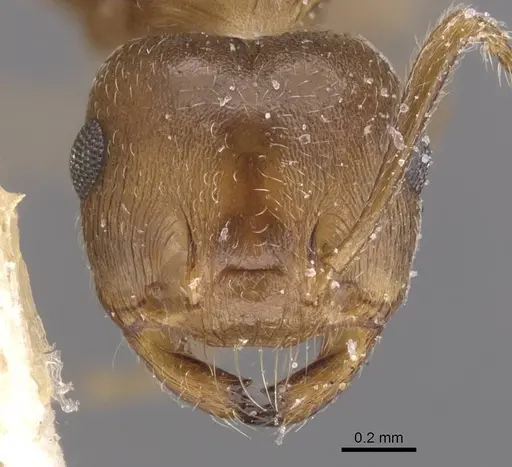 Crematogaster amita specimen CASENT0912790 image casent0912790_2
