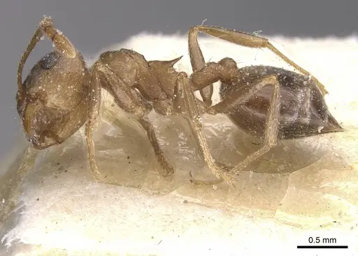 Crematogaster amita specimen CASENT0912790 image casent0912790_3