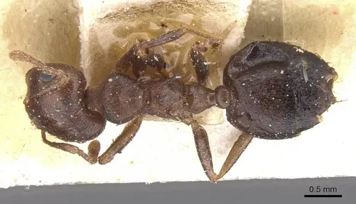 Crematogaster amita specimen CASENT0912791 image casent0912791_1