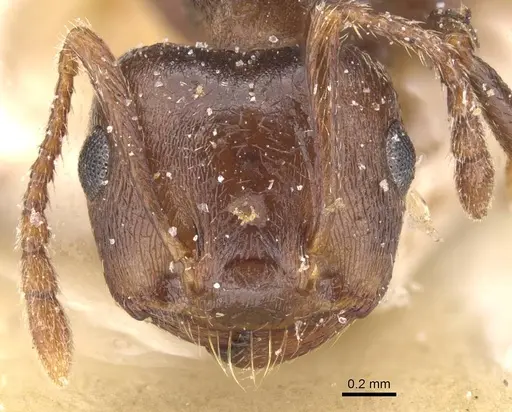 Crematogaster amita specimen CASENT0912791 image casent0912791_2