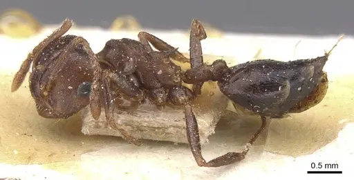 Crematogaster amita specimen CASENT0912791 image casent0912791_3