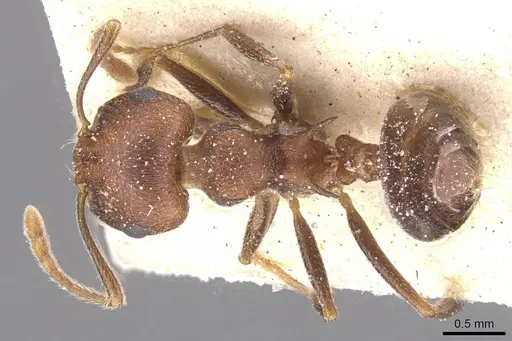 Crematogaster amita specimen CASENT0912792 image casent0912792_1