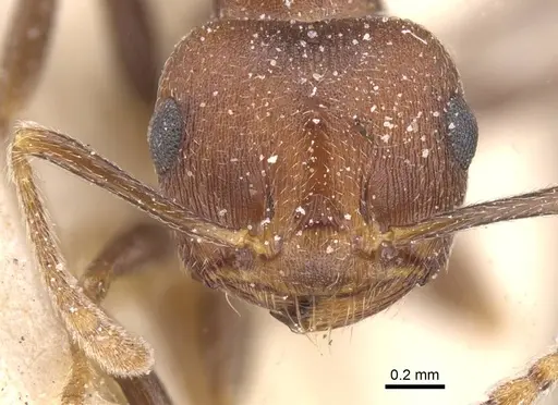 Crematogaster amita specimen CASENT0912792 image casent0912792_2