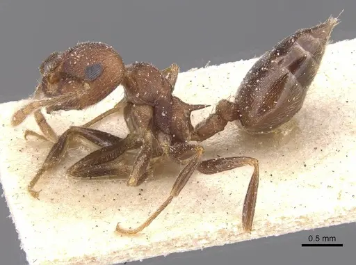 Crematogaster amita specimen CASENT0912792 image casent0912792_3