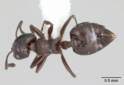Crematogaster ampla specimen CASENT0173929 image casent0173929_1