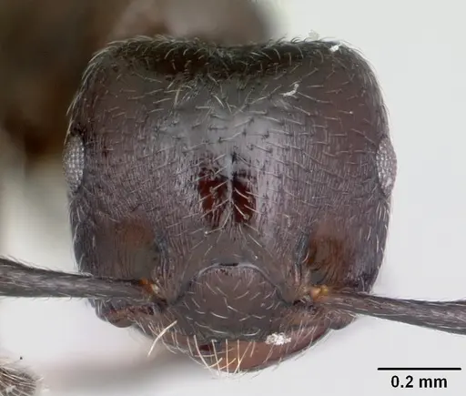 Crematogaster ampla specimen CASENT0173929 image casent0173929_2