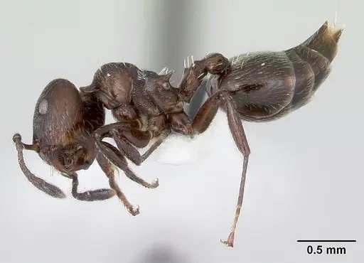 Crematogaster ampla specimen CASENT0173929 image casent0173929_3