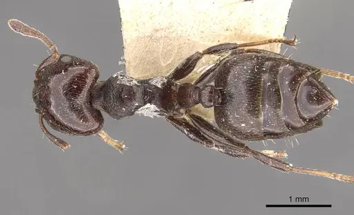 Crematogaster ampla specimen CASENT0908390 image casent0908390_1