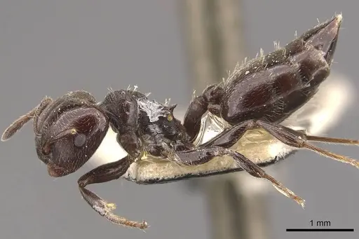Crematogaster ampla specimen CASENT0908390 image casent0908390_3