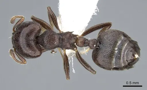 Crematogaster ampla specimen CASENT0914548 image casent0914548_1