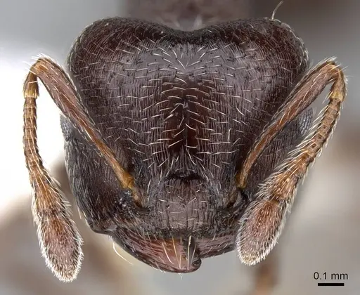 Crematogaster ampla specimen CASENT0914548 image casent0914548_2