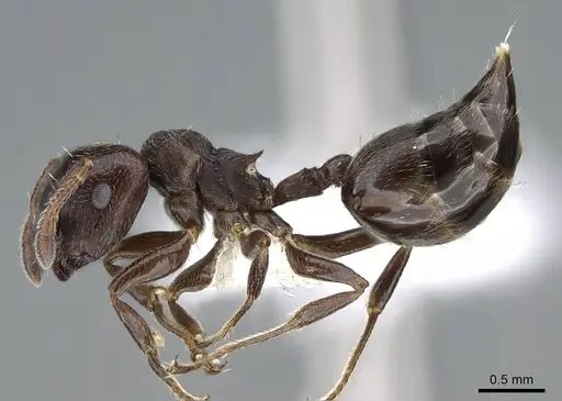 Crematogaster ampla specimen CASENT0914548 image casent0914548_3