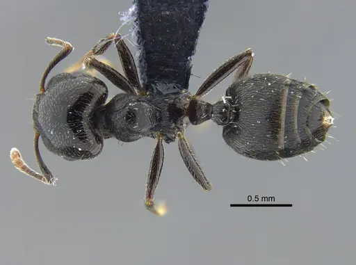 Crematogaster ampla specimen CBUMAGENT41932 image cbumagent41932_1