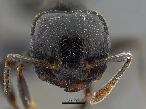 Crematogaster ampla specimen CBUMAGENT41932 image cbumagent41932_2