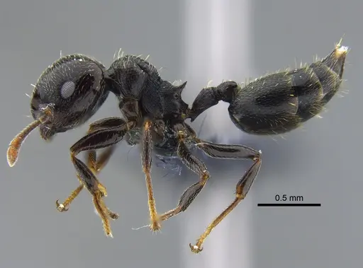 Crematogaster ampla specimen CBUMAGENT41932 image cbumagent41932_3