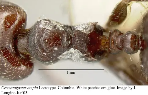 Crematogaster ampla specimen JTL669611 image jtl669611_1