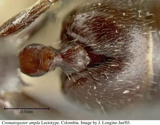 Crematogaster ampla specimen JTL669611 image jtl669611_2