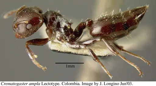 Crematogaster ampla specimen JTL669611 image jtl669611_3
