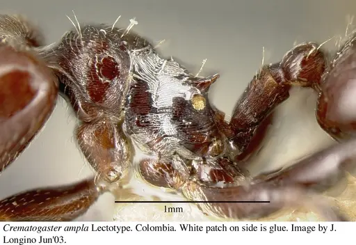 Crematogaster ampla specimen JTL669611 image jtl669611_4