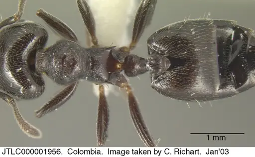 Crematogaster ampla specimen JTLC000001956 image jtlc000001956_1