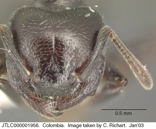 Crematogaster ampla specimen JTLC000001956 image jtlc000001956_2